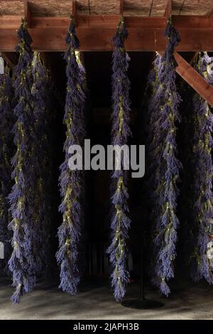 Mazzi lunghi di lavanda viola che appende ad asciugare Foto Stock