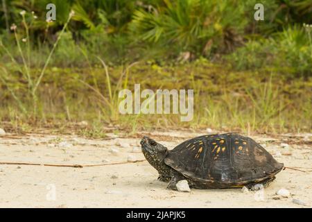Gulf Coast Box Turtle - Terrapene carolina Major Foto Stock