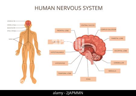 Infografica sui sistemi di organi del corpo umano con descrizione del sistema nervoso del corpo umano e descrizione di ciò che è nell'illustrazione del vettore cerebrale Illustrazione Vettoriale