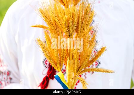 Defocus closeup bouquet di pikelets dorati maturi di grano legato su prato natura sfondo. Esportazione, commercio. Indipendenza. Agricoltura Ucraina. Supporto. Foto Stock