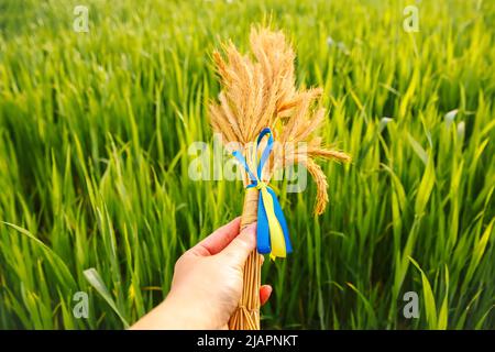 Defocus femmina mano che tiene bouquet di pikelets dorati maturi di grano legato su prato natura sfondo. Bandiera Ucraina. Indipendenza. Agricoltura Ukrain Foto Stock
