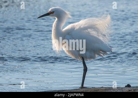 Un'egretta innevata (Egretta thula) si trova in una palude costiera nella baia di San Francisco vicino all'aeroporto internazionale SFO a millbrae, California, USA. Foto Stock