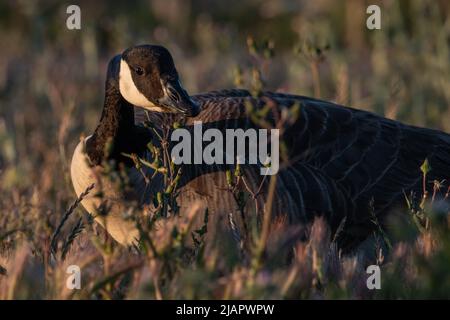 Un'oca canadese (Branta canadensis) che si alimenta di erba alta all'aeroporto internazionale di San Francisco a Millbrae, California, USA. Foto Stock
