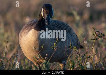 Un'oca canadese (Branta canadensis) che si alimenta di erba alta all'aeroporto internazionale di San Francisco a Millbrae, California, USA. Foto Stock
