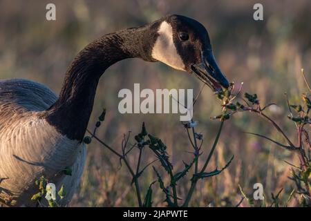 Un'oca canadese (Branta canadensis) che si alimenta di erba alta all'aeroporto internazionale di San Francisco a Millbrae, California, USA. Foto Stock