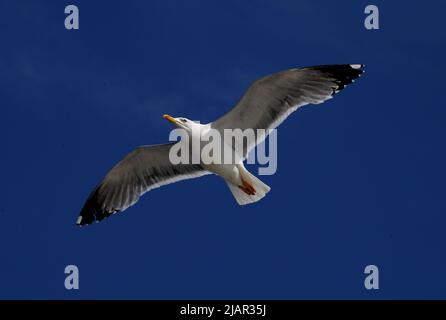 Istanbul, Turchia. 29th maggio 2022. Un gabbiano vola sullo stretto di Bosforo a Istanbul, Turchia, 29 maggio 2022. Credit: Shadati/Xinhua/Alamy Live News Foto Stock