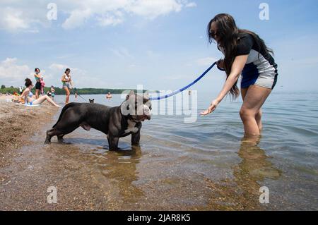 Toronto, Canada. 31st maggio 2022. Una donna cammina il suo cane da compagnia nel lago Ontario a Toronto, Canada, 31 maggio 2022. Credit: Zou Zheng/Xinhua/Alamy Live News Foto Stock