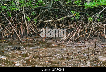 Mangrove tree radici sistema che ha chiamato radice di rinforzo nella foresta di mangrovie di Khung Kraben Bay a Chanthaburi, Thailandia. Radice di rinforzo - come Pneumat Foto Stock