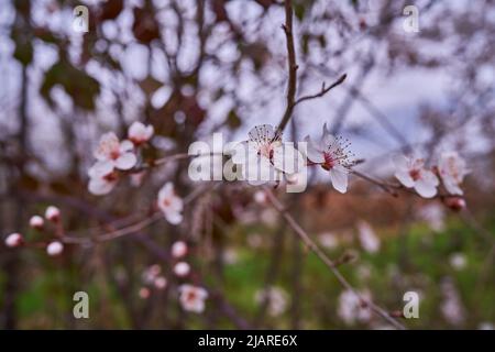 Fiori di ciliegio selvatico sulla foresta di Sanguesa Foto Stock