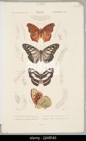 Lépidoptera Plansza proviene dal Dizionario universale di Storia Naturale che riassume e completa tutti i fatti presentati dagli Enciclopedie, /. In una collezione di tavole di vari album di storia naturale Teillard, Delarue, Folliau imp. Foto Stock