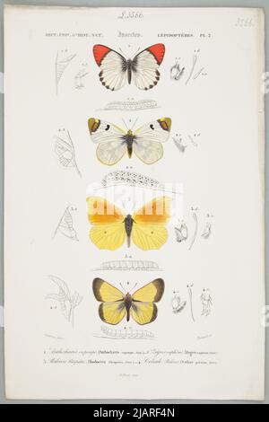 Lépidoptera Plansza proviene dal Dizionario universale di Storia Naturale che riassume e completa tutti i fatti presentati dagli Enciclopedie, /. In una collezione di tavole di vari album di storia naturale Teillard, Delarue, Folliau imp. Foto Stock