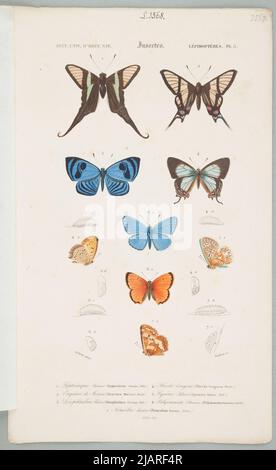 Lepidoptera. PL.5 Plansza proviene dal Dizionario universale di Storia Naturale che riassume e completa tutti i fatti presentati da Enciclopedie, /. In una collezione di tavole di vari album di storia naturale Teillard, Delarue, Folliau imp. Foto Stock