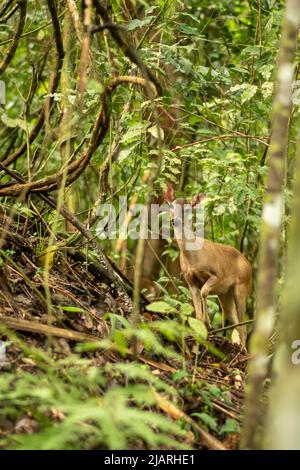 Cervi a coda bianca nella giungla in Costa Rica Foto Stock