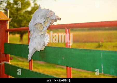 Un teschio di mucca appeso su una recinzione Foto Stock