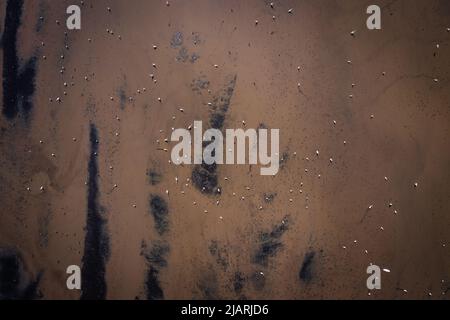 Vista aerea di gru thailandesi, egret, e uccelli Mynas volare sopra campo di riso a Suphan Buri, Thailandia Foto Stock