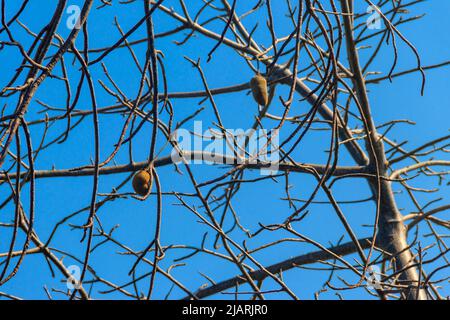 Frutti di baobab africani o pane di scimmia che crescono su un albero di baobab (Adansonia digitata) Foto Stock