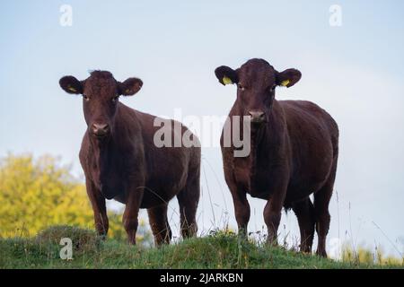 mucche devon su collina con sfondo cielo Foto Stock