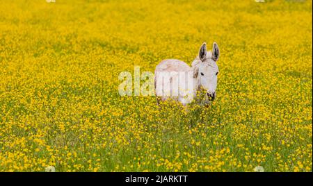 Famiglia di asini all'aperto in primavera. Coppia di asini sul prato. Foto di viaggio, nessuna persona, spazio per il testo, messa a fuoco selettiva Foto Stock