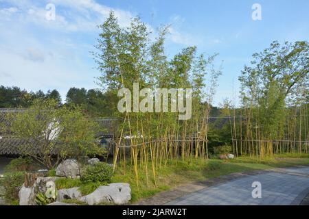 bambù nel giardino in giornata di sole mattina Foto Stock