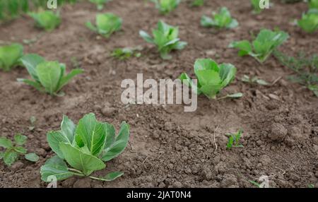 Piantine di cavolo piantate. Orto, agricoltura, rurale, imprese Foto Stock