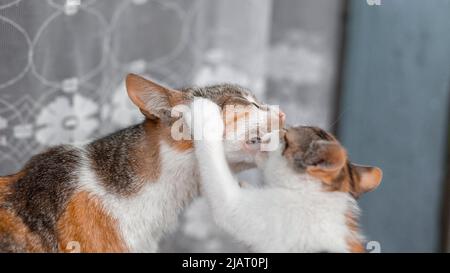 Madre gatto sta giocando con il suo bambino. Lecca gattino con la lingua Foto Stock