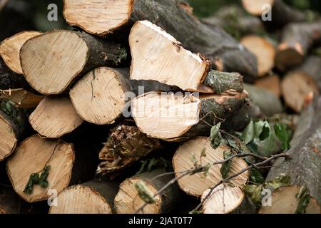Legna da ardere rotonda giace sull'erba nel cortile. Segato. Pads. Di albero Foto Stock