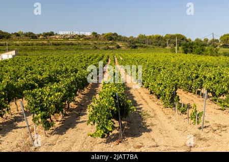 Vigneto tipico vicino a Vacqueyras, Cotes du Rhone, Francia Foto Stock