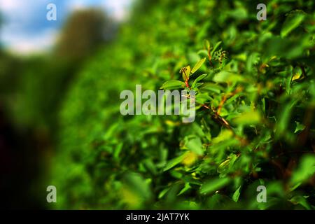 Cespugli verdi nel giardino estivo del palazzo. Foto di alta qualità Foto Stock