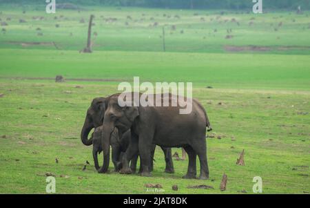 Un gruppo di elefanti selvatici asiatici con Cub Walking sulle rive del fiume Kabini, India Foto Stock