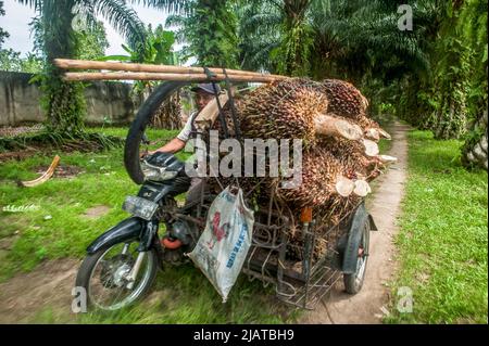 Provincia di Sumatra settentrionale, Indonesia il 31 maggio 2022. Un lavoratore è visto caricare la frutta di olio di palma su un pedicab durante il tempo di raccolta in una piantagione nel villaggio di Bandar Setia, Percut sei Tuan, provincia di Sumatra Nord, Indonesia il 31 maggio 2022. Le piantagioni indonesiane vendono al frantoio principale, a partire dal prezzo precedente di circa USD2,06, i prezzi dei frutti di palma a 1,16 USD per chilogrammo. Foto di Aditya Sutanta/ABACAPRESS.COM Foto Stock