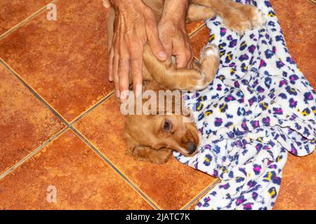 Carino cucciolo due mesi di inglese Cocker Spaniel cane Johny rilassarsi in terrazza, sul pavimento in parquet o piastrelle di terracotta abbracciato un giocattolo farcito Foto Stock