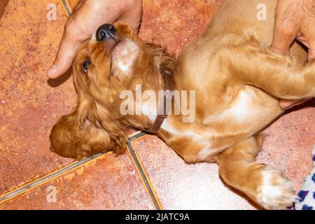 Carino cucciolo due mesi di inglese Cocker Spaniel cane Johny rilassarsi in terrazza, sul pavimento in parquet o piastrelle di terracotta abbracciato un giocattolo farcito Foto Stock