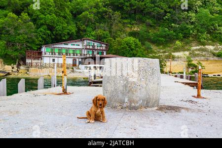 Carino due mesi di età maschio inglese cucciolo cocker spaniel cane giocare su una spiaggia di sabbia di capo Galata, Varna Bulgaria Foto Stock