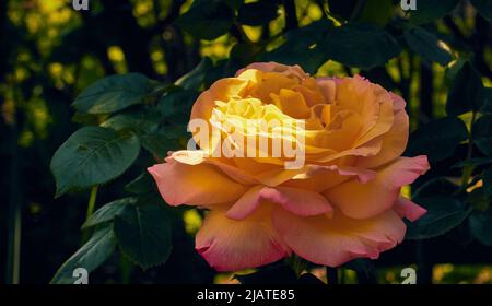 Bel tè Bengala rosa al sole del mattino Foto Stock