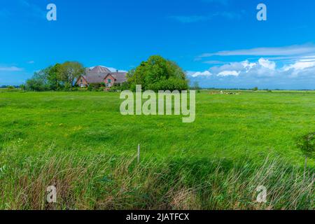 Grande fattoria di paglia chiamata 'Haubarg', tipica della penisola argiricola Eiderstedt, Frisia settentrionale, Schleswig-Holstein, Germania settentrionale Foto Stock