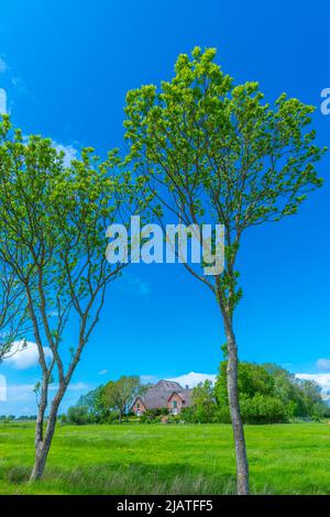 Grande fattoria di paglia chiamata 'Haubarg', tipica della penisola argiricola Eiderstedt, Frisia settentrionale, Schleswig-Holstein, Germania settentrionale Foto Stock