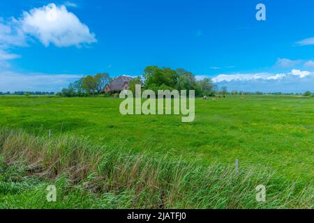 Grande fattoria di paglia chiamata 'Haubarg', tipica della penisola argiricola Eiderstedt, Frisia settentrionale, Schleswig-Holstein, Germania settentrionale Foto Stock