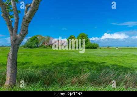 Grande fattoria di paglia chiamata 'Haubarg', tipica della penisola argiricola Eiderstedt, Frisia settentrionale, Schleswig-Holstein, Germania settentrionale Foto Stock