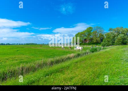 Grande fattoria di paglia chiamata 'Haubarg', tipica della penisola argiricola Eiderstedt, Frisia settentrionale, Schleswig-Holstein, Germania settentrionale Foto Stock