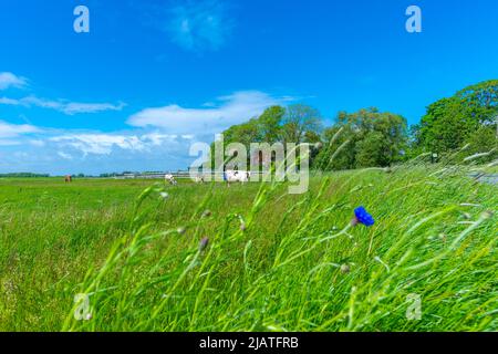 Grande fattoria di paglia chiamata 'Haubarg', tipica della penisola argiricola Eiderstedt, Frisia settentrionale, Schleswig-Holstein, Germania settentrionale Foto Stock