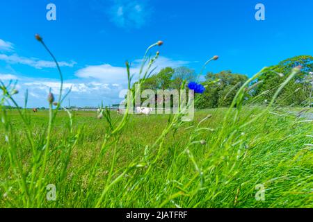 Grande fattoria di paglia chiamata 'Haubarg', tipica della penisola argiricola Eiderstedt, Frisia settentrionale, Schleswig-Holstein, Germania settentrionale Foto Stock