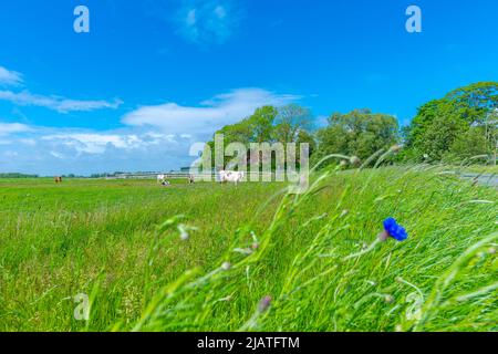 Grande fattoria di paglia chiamata 'Haubarg', tipica della penisola argiricola Eiderstedt, Frisia settentrionale, Schleswig-Holstein, Germania settentrionale Foto Stock