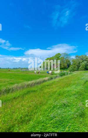 Grande fattoria di paglia chiamata 'Haubarg', tipica della penisola argiricola Eiderstedt, Frisia settentrionale, Schleswig-Holstein, Germania settentrionale Foto Stock