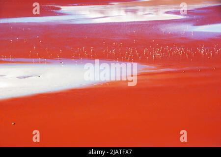 Laguna Colorada con numerosi fenicotteri nelle Ande boliviane Foto Stock