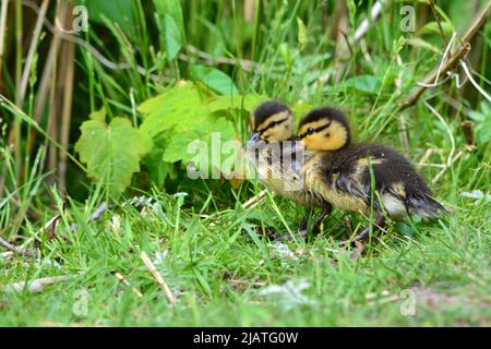 Le anatre del bambino e la loro anatra di Profil della madre/lato Foto Stock