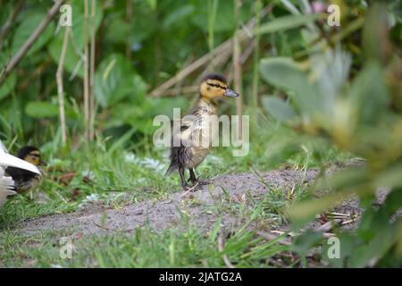 Le anatre del bambino e la loro anatra di Profil della madre/lato Foto Stock