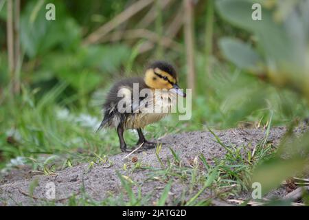 Le anatre del bambino e la loro anatra di Profil della madre/lato Foto Stock