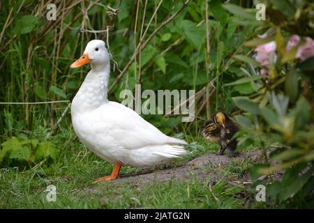 Le anatre del bambino e la loro anatra di Profil della madre/lato Foto Stock