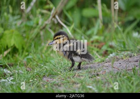 Le anatre del bambino e la loro anatra di Profil della madre/lato Foto Stock