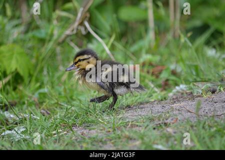 Le anatre del bambino e la loro anatra di Profil della madre/lato Foto Stock